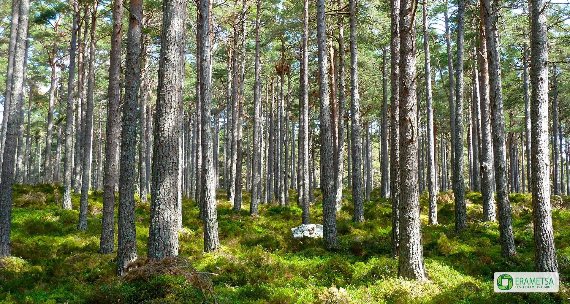 metsakinnistu hind, metsa hindamine, metsamaa hindamine